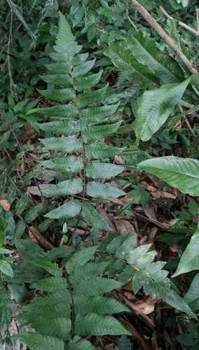 Largeleaf Twinsorus Fern