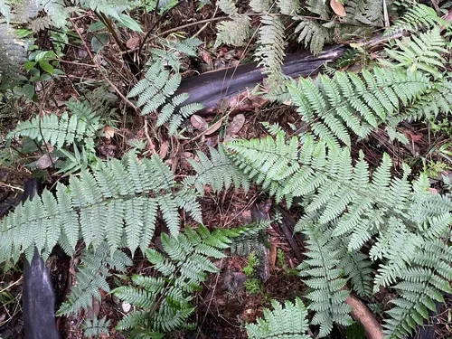 L'herminier's Twinsorus Fern