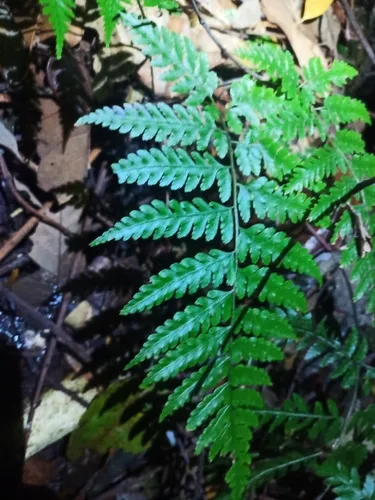 Lanceleaf Twinsorus Fern