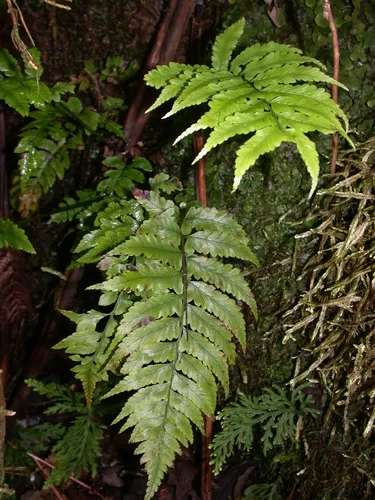 Molokai Twinsorus Fern — photo by Kenneth R. Wood (NTBG)