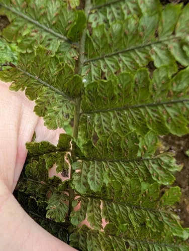 Hawai'i Twinsorus Fern