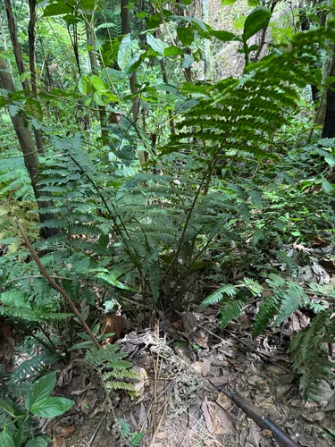Striped Twinsorus Fern — photo by Omar Monzon Carmona