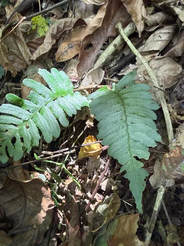 Singlelobe Twinsorus Fern — photo by Omar Monzon Carmona