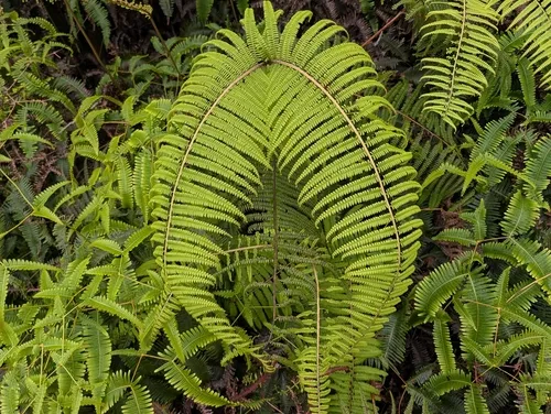 Scrambling Fern