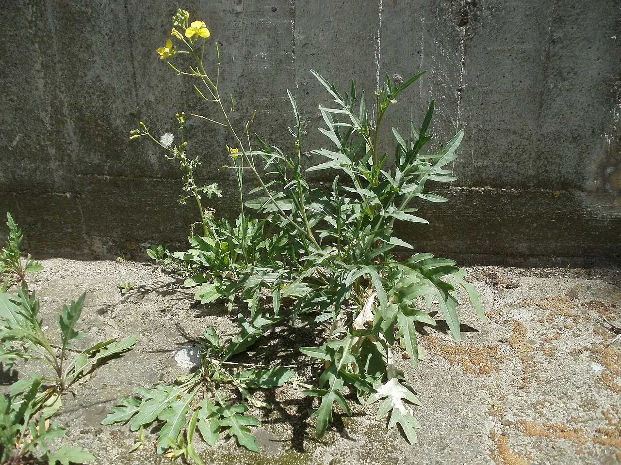 Perennial Wallrocket — photo by AnRo0002