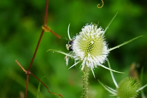Fuller's Teasel — photo by Sara Rall