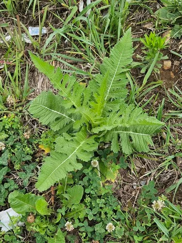 Cutleaf Teasel