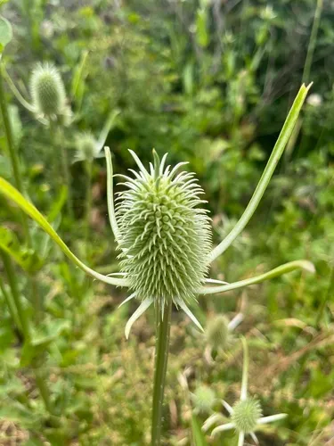 Indian Teasel