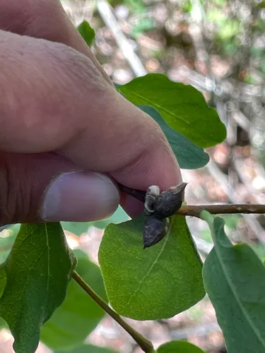 Western Leatherwood — photo by Saumitra Kelkar