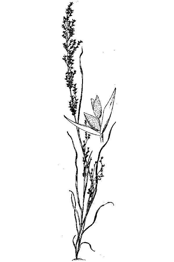 Catalina Grass — photo by Wikimedia Commons