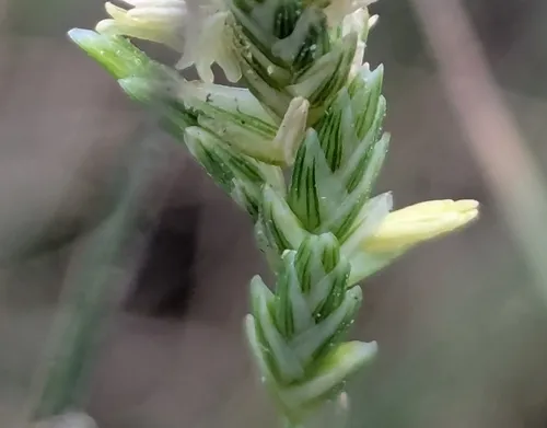 Saltgrass