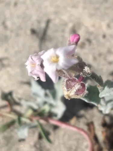 California Shieldpod — photo by Kevin Ricardo González Rodríguez