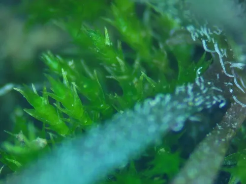 Ditrichum Moss