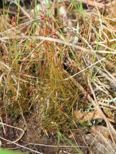Pale Ditrichum Moss