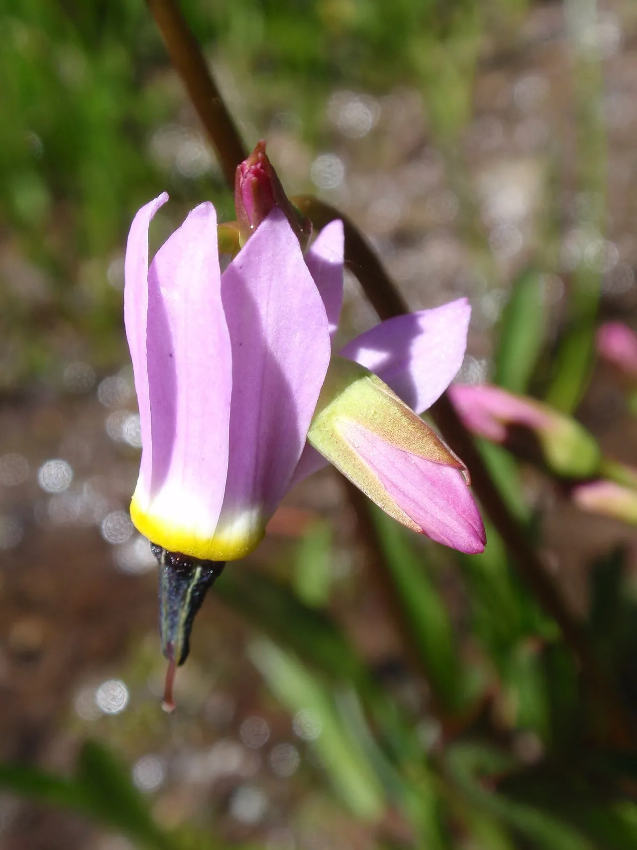 Alpine Shootingstar