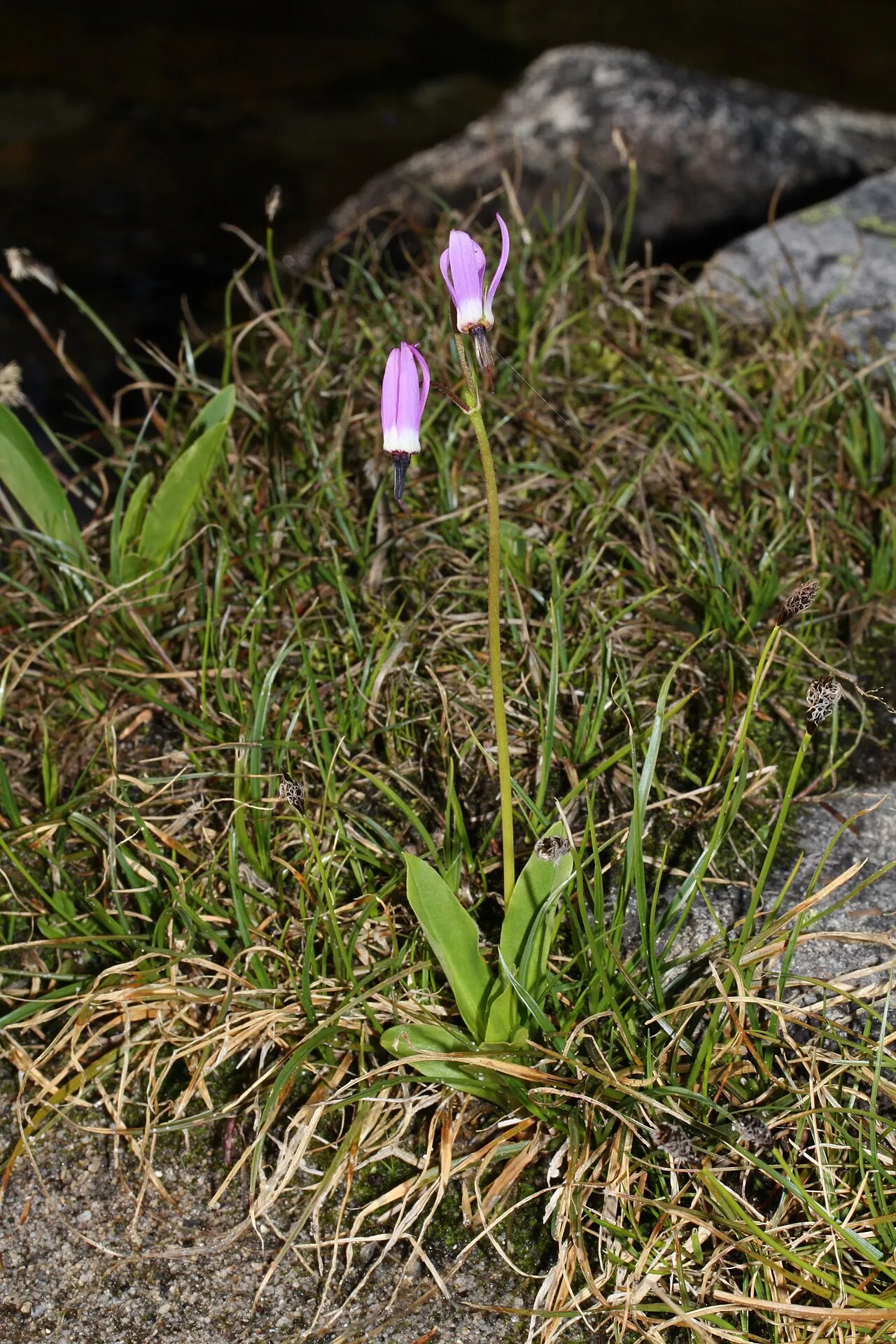 Sierra Shootingstar (subsp. pygmaeum) — photo by Walter Siegmund (talk)