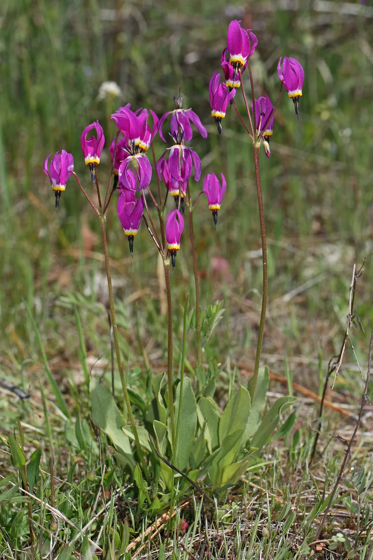 Poet's Shootingstar — photo by Walter Siegmund (talk)