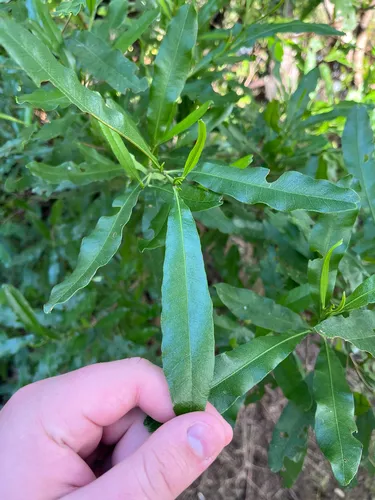 Florida Hopbush — photo by braydonburton