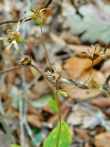 Cornel-leaf Whitetop