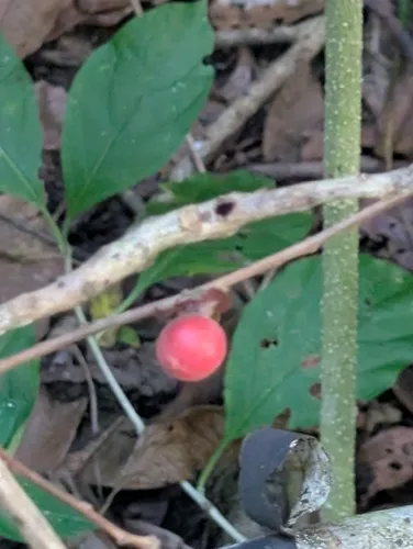 Caskfruit
