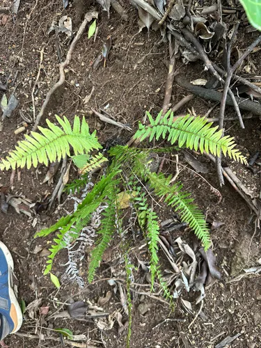 Kunth's Hacksaw Fern
