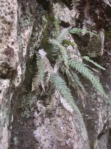 Lyon's Hacksaw Fern — photo by Kenneth R. Wood (NTBG)