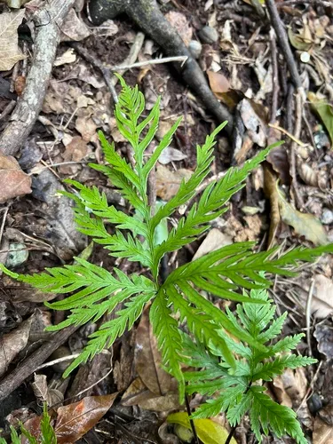 Kauai Digit Fern