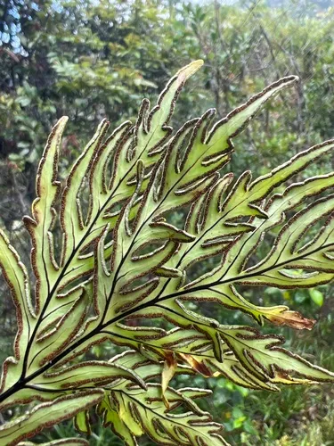 Triangleleaf Lipfern