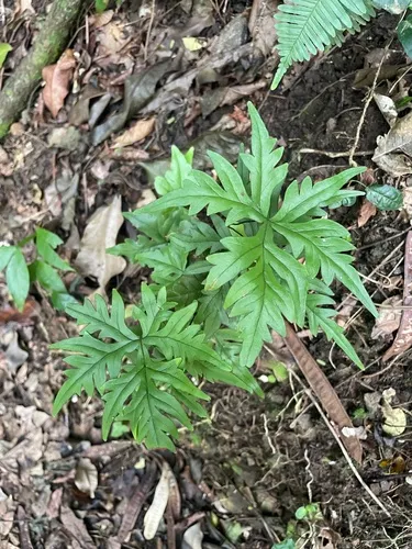 Digit Fern