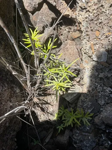 Waianae Mountain Digit Fern