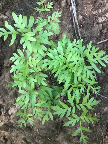 Takeuch's Lipfern