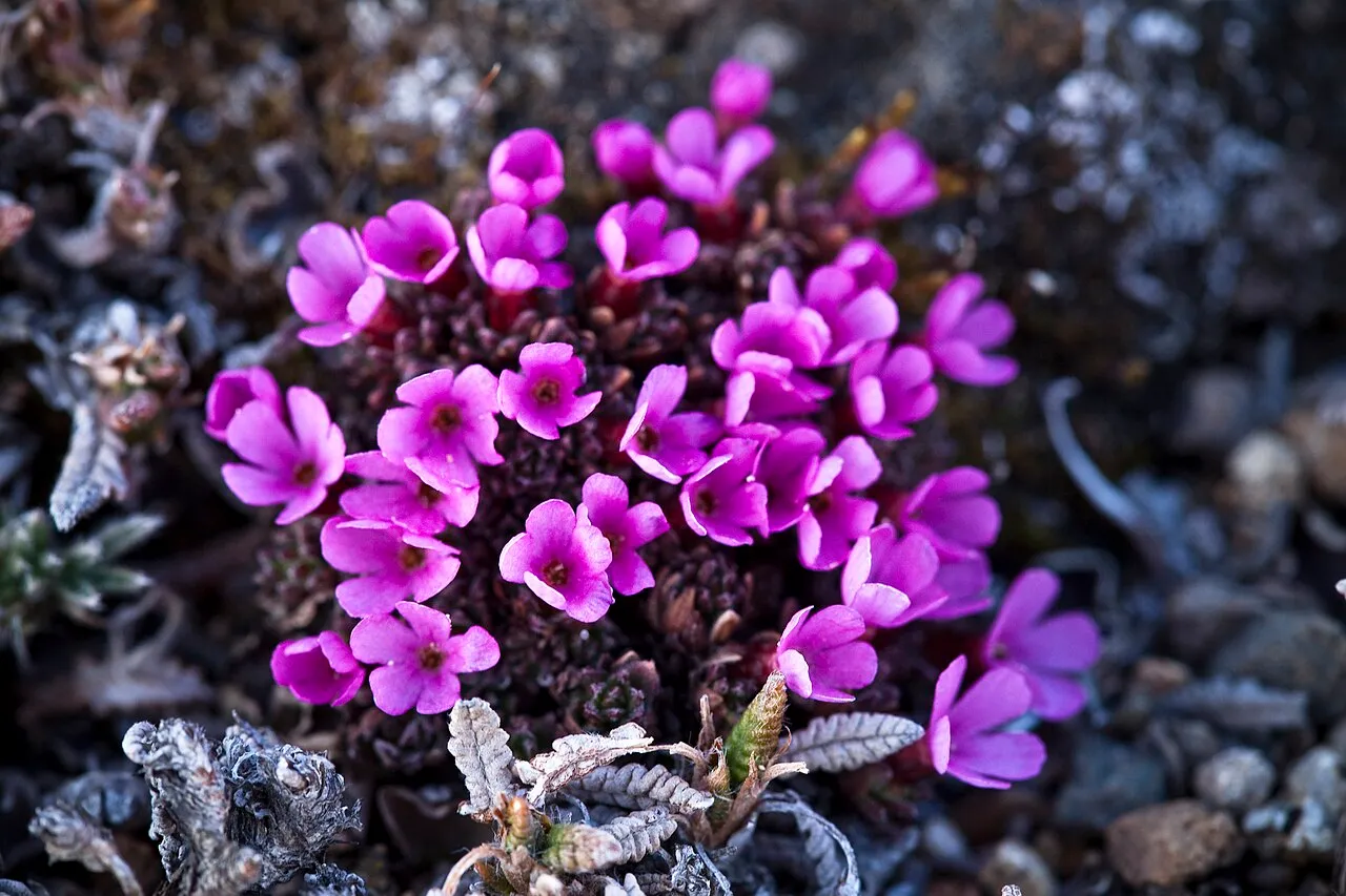 Gorman's Dwarf-primrose
