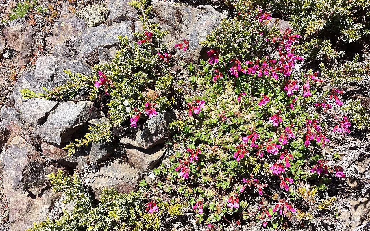 Cliff Dwarf-primrose — photo by brewbooks from near Seattle, USA