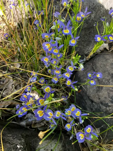 Bach's Calicoflower