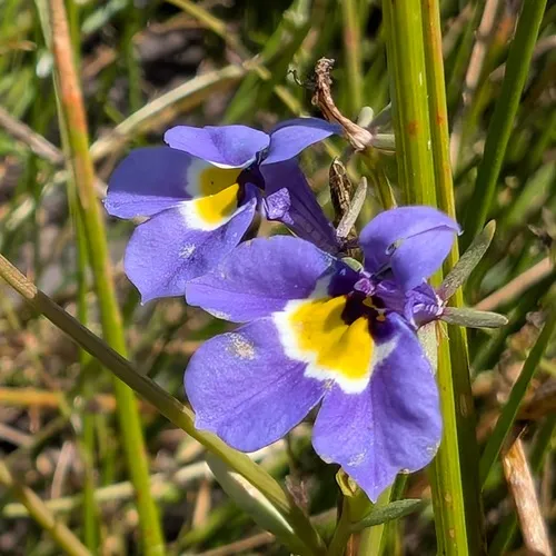 Hoover's Calicoflower — photo by Don Rideout