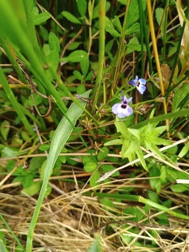 Maroonspot Calicoflower (var. brevior) — photo by A Humble Thing