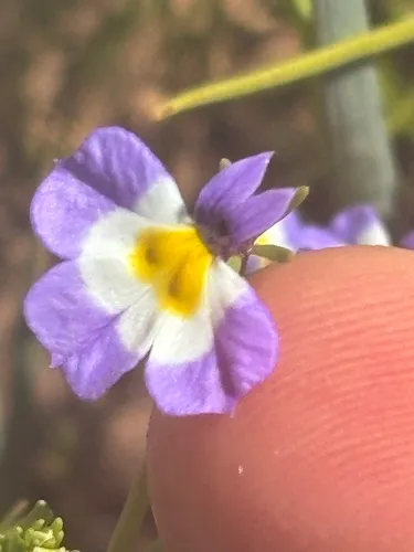 Toothed Calicoflower — photo by Steve