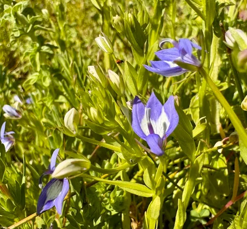 Elegant Calicoflower
