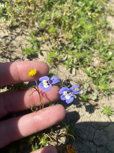 Harlequin Calicoflower — photo by Jude