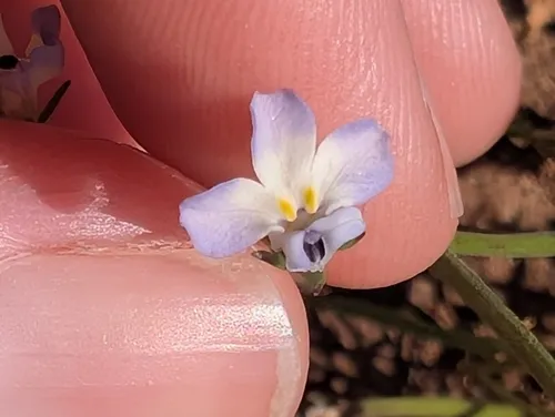 Folded Calicoflower