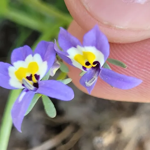 Flatface Calicoflower