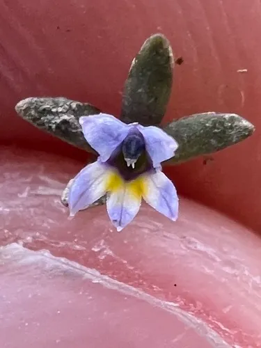 Dwarf Calicoflower