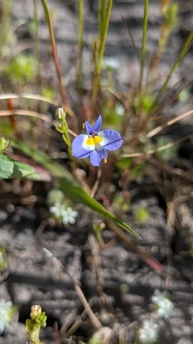 Cascade Calicoflower