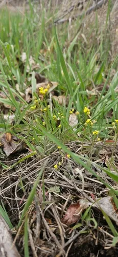 Slender Draba — photo by KMB