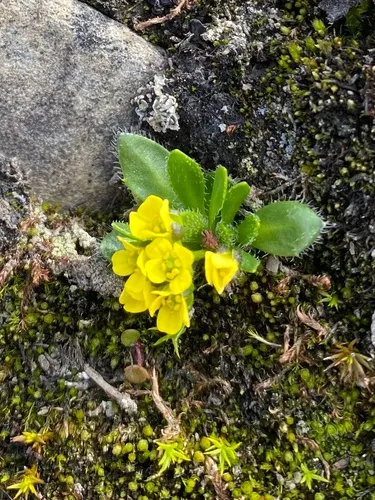 Alpine Draba