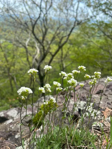 Rock Draba — photo by astrorobyn