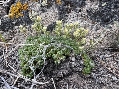 Desert Draba — photo by Corey Lange