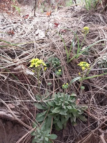 Rough Draba — photo by Andrew Scott