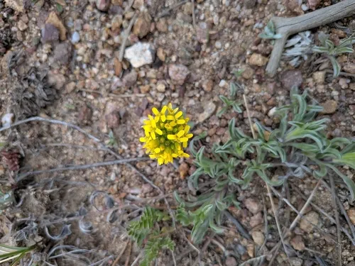 Golden Draba — photo by bridgertonengineer