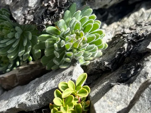 Mt. Lassen Draba — photo by ehappy